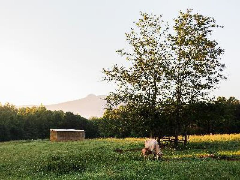 A rural landscape with a cow grazing, a wooden structure, and a tree.