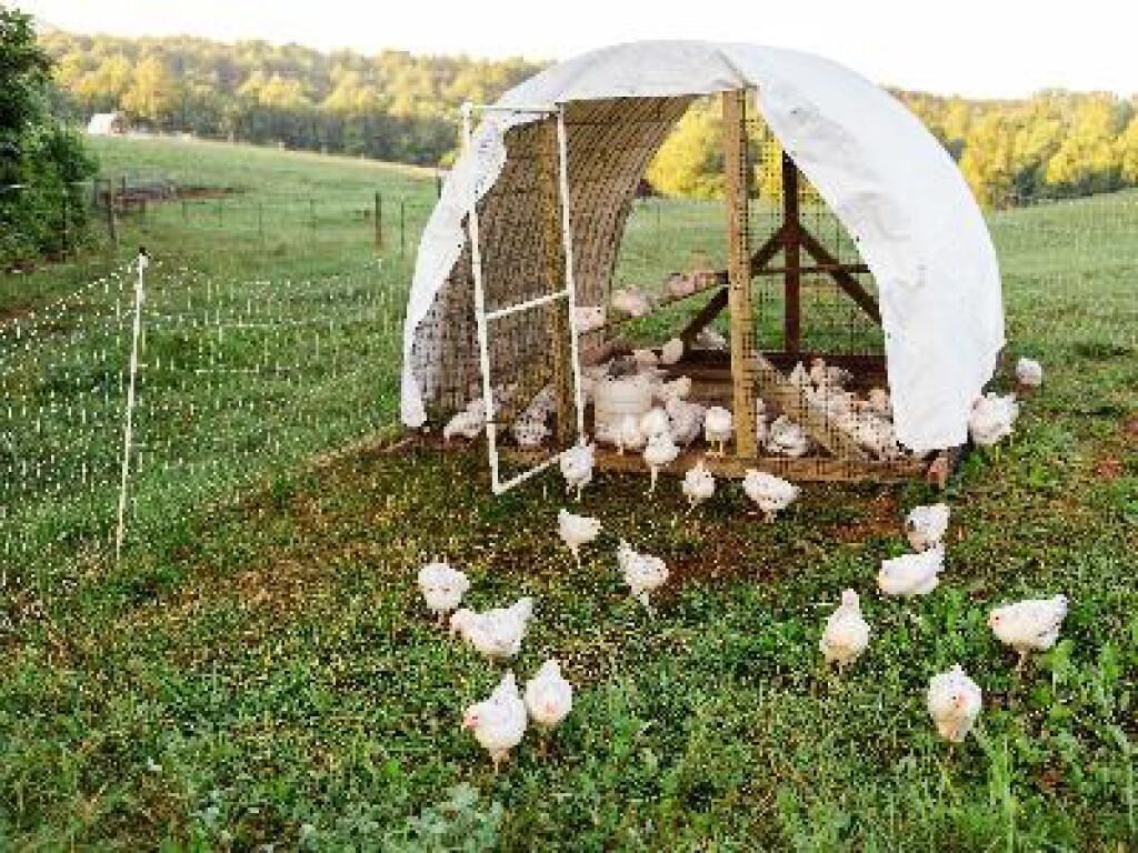 A white chicken coop with a wire mesh roof in a grassy field.
