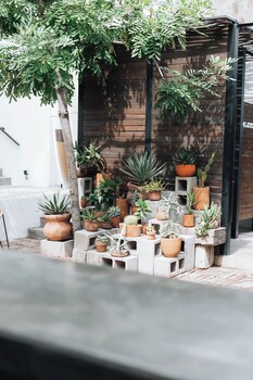 Plants thrive on a tiered concrete structure amidst a serene outdoor setting. at Drift San Jose del Cabo, a Member of Design Hotels