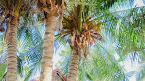 A tropical resort with palm trees, wooden cabins, and a covered walkway. - Naya Resort (Tha Yang)