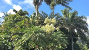 A gravel path leading through a lush garden with palm trees and dense foliage.