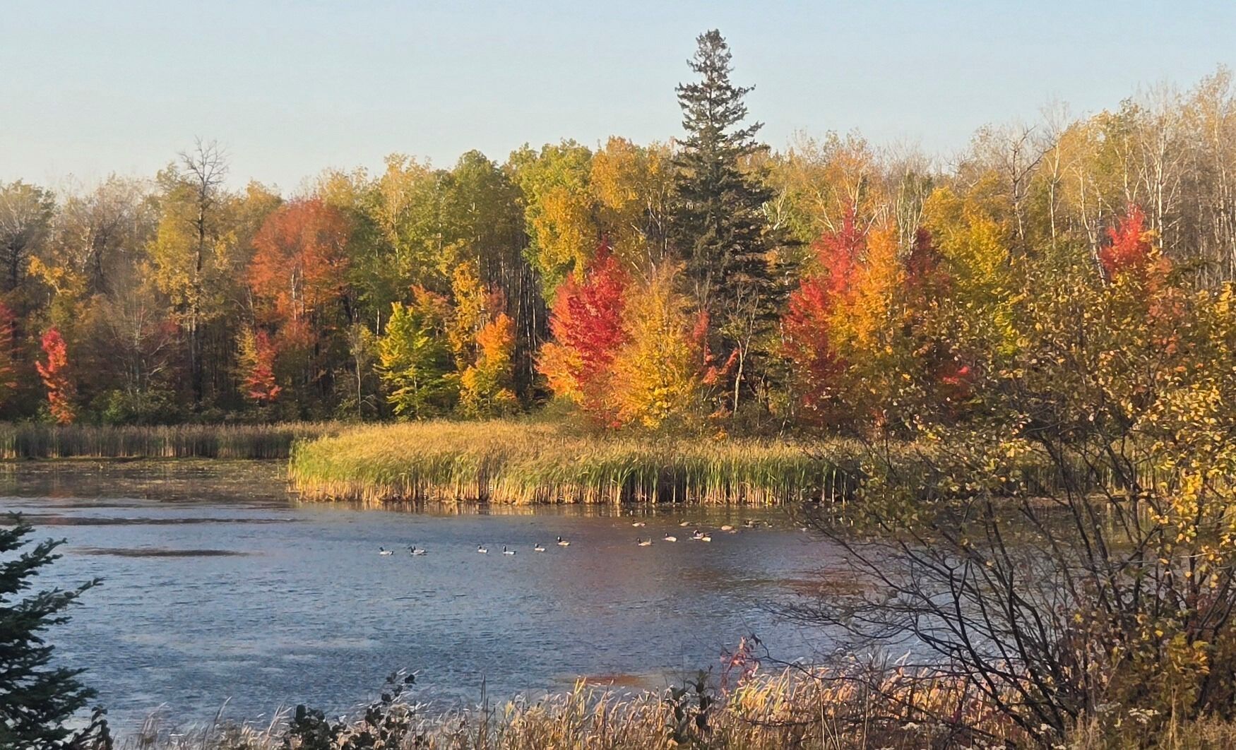 A serene lake surrounded by autumn-colored trees and a dense forest.