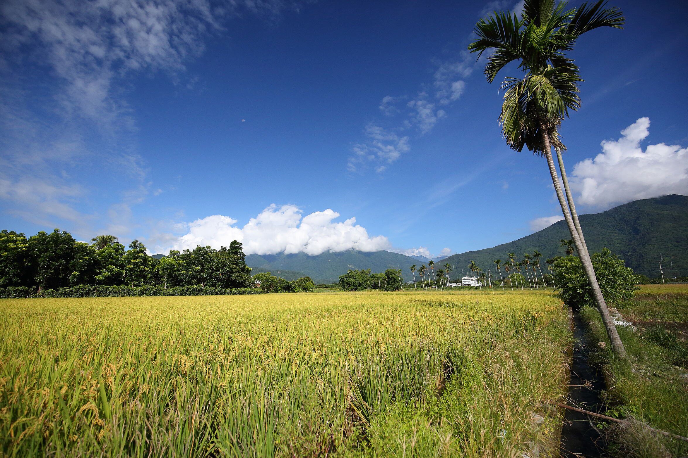 A rice field with a palm tree and mountains in the background.