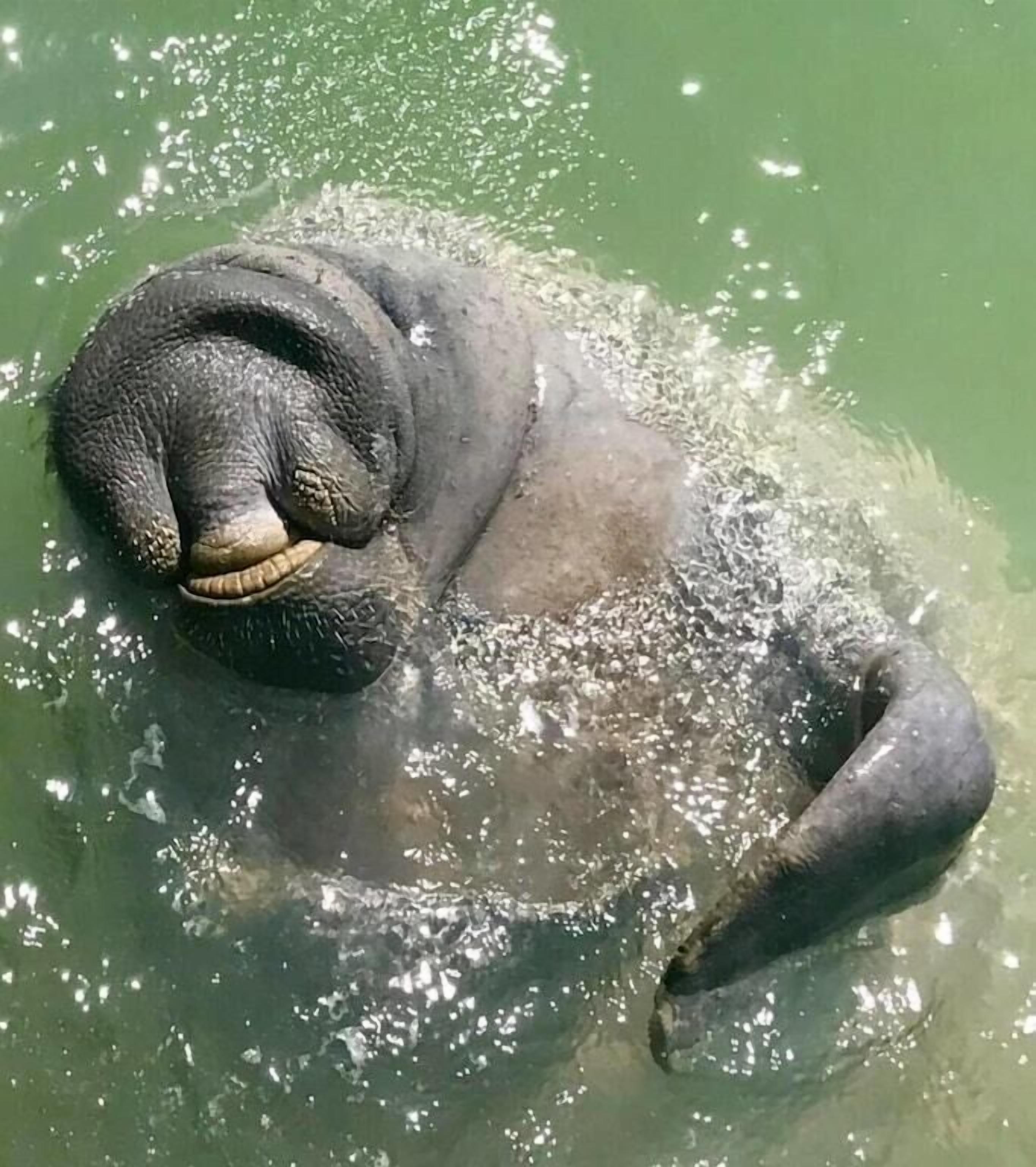 A person swimming in a body of water.