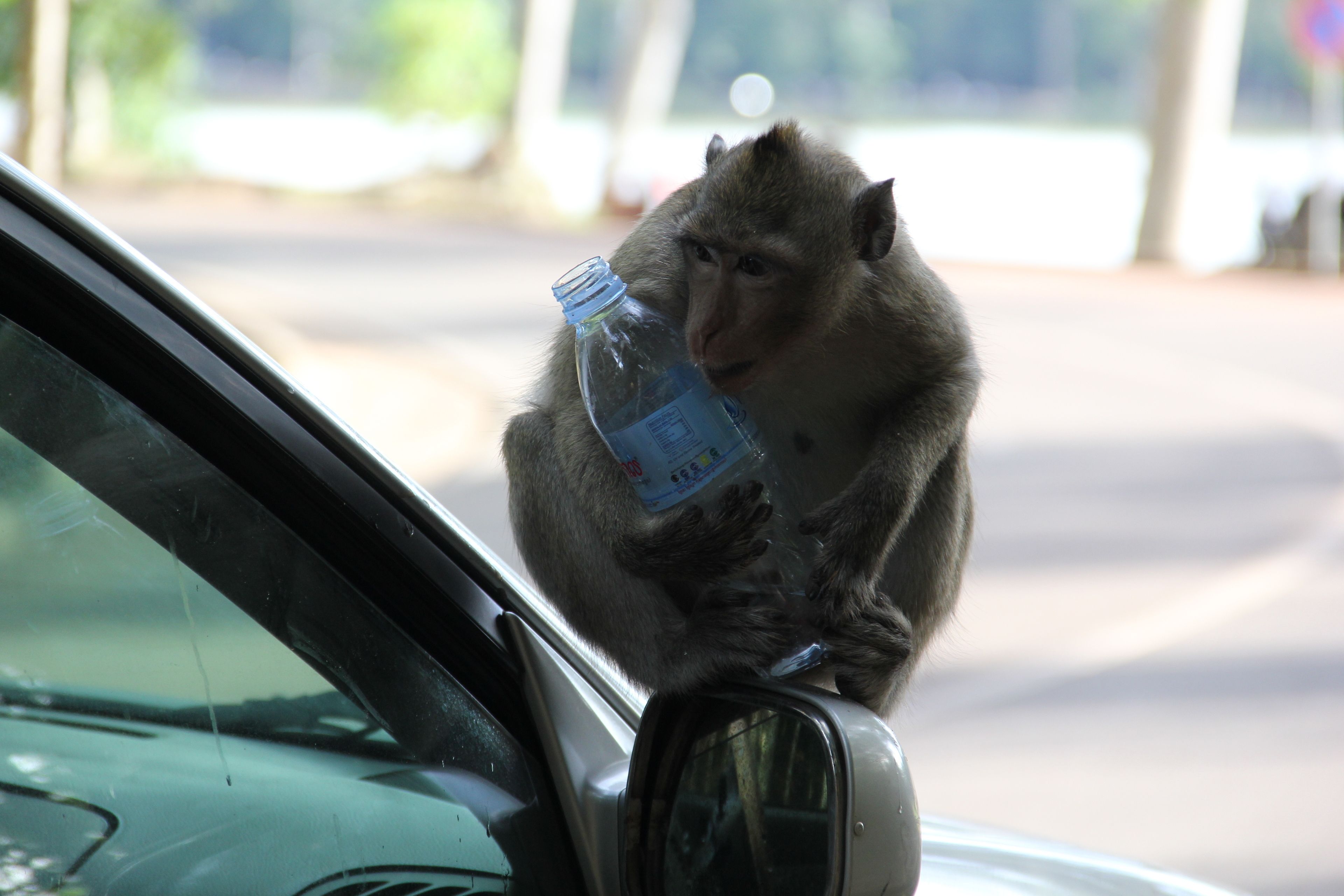 Een aap die een waterfles vasthoudt in de buurt van een auto.