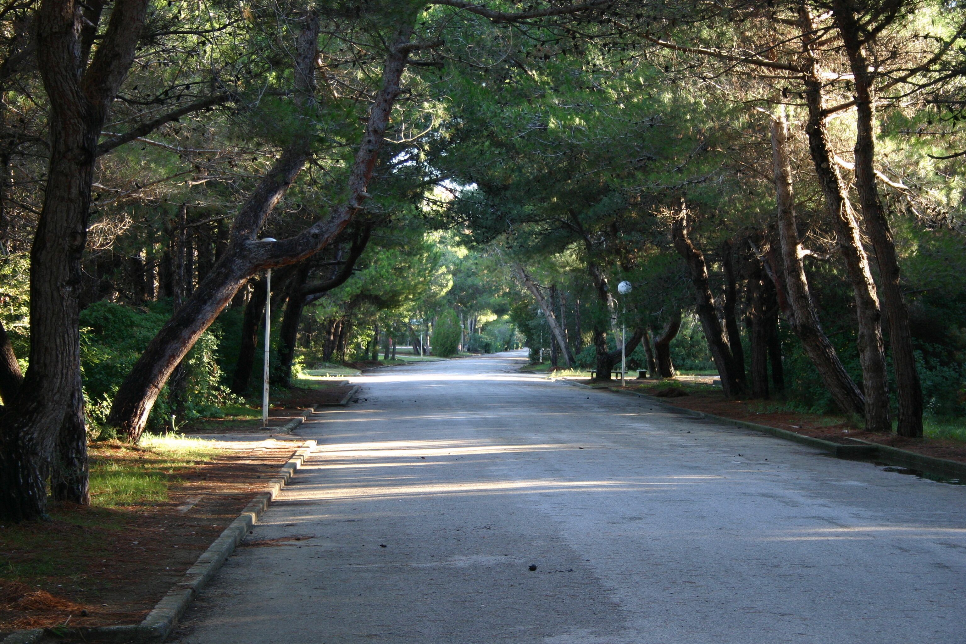 A tree-lined street with a sidewalk on one side and a road on the other.