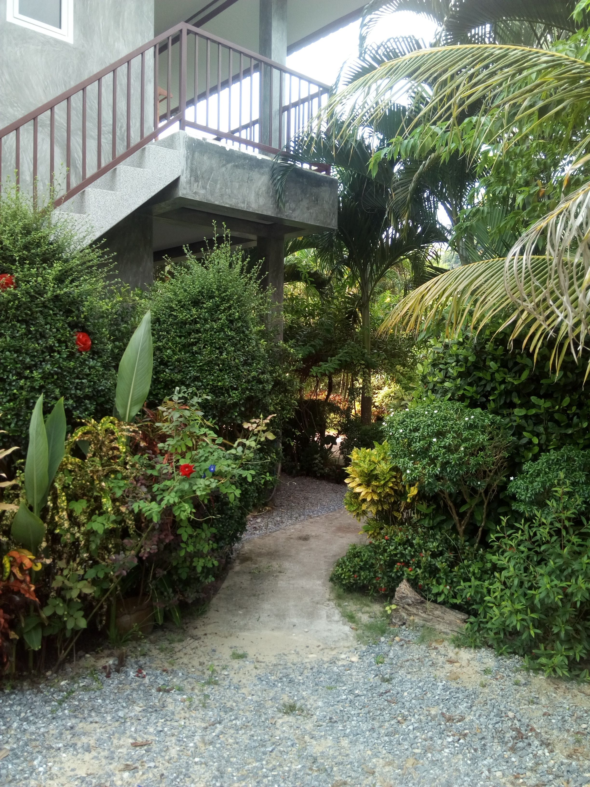 A pathway surrounded by lush greenery and a concrete staircase.