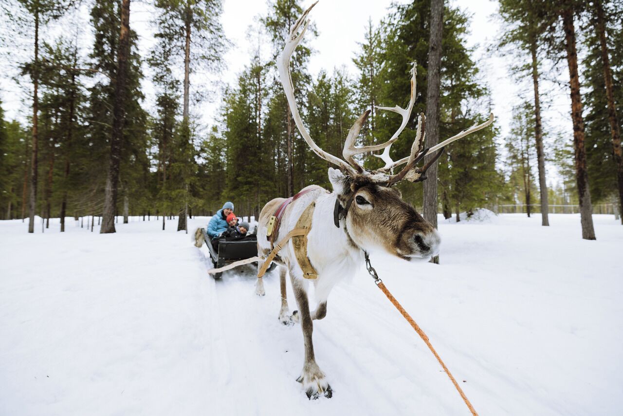 A reindeer pulling a sled through a snowy forest.
