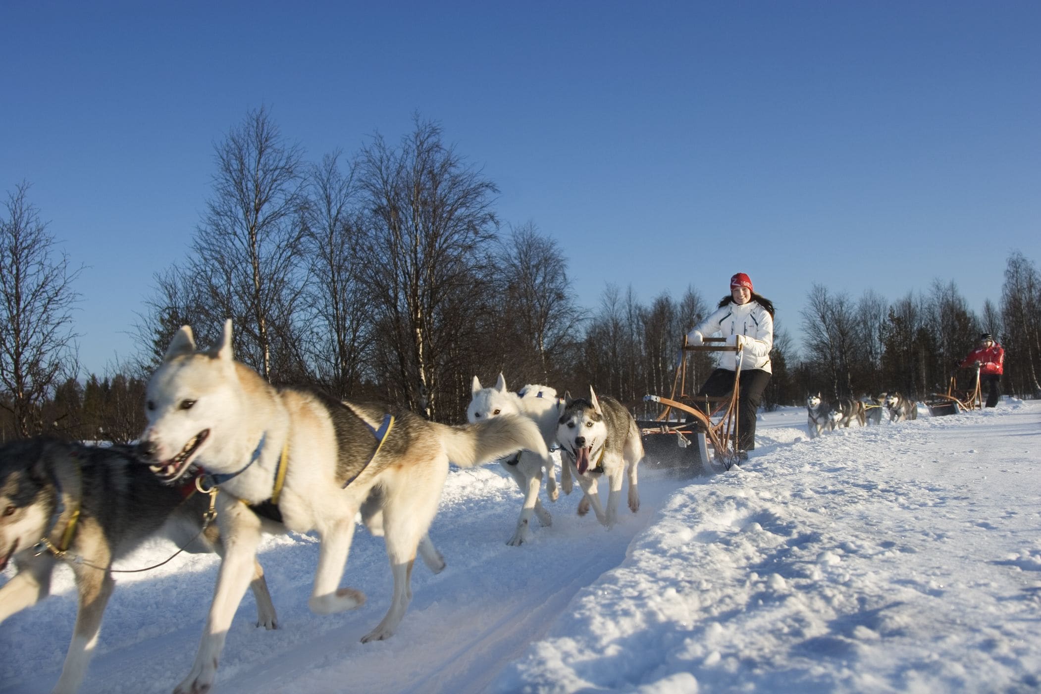 A person leading a team of sled dogs on a snowy trail.