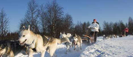 A person leading a team of sled dogs on a snowy trail.