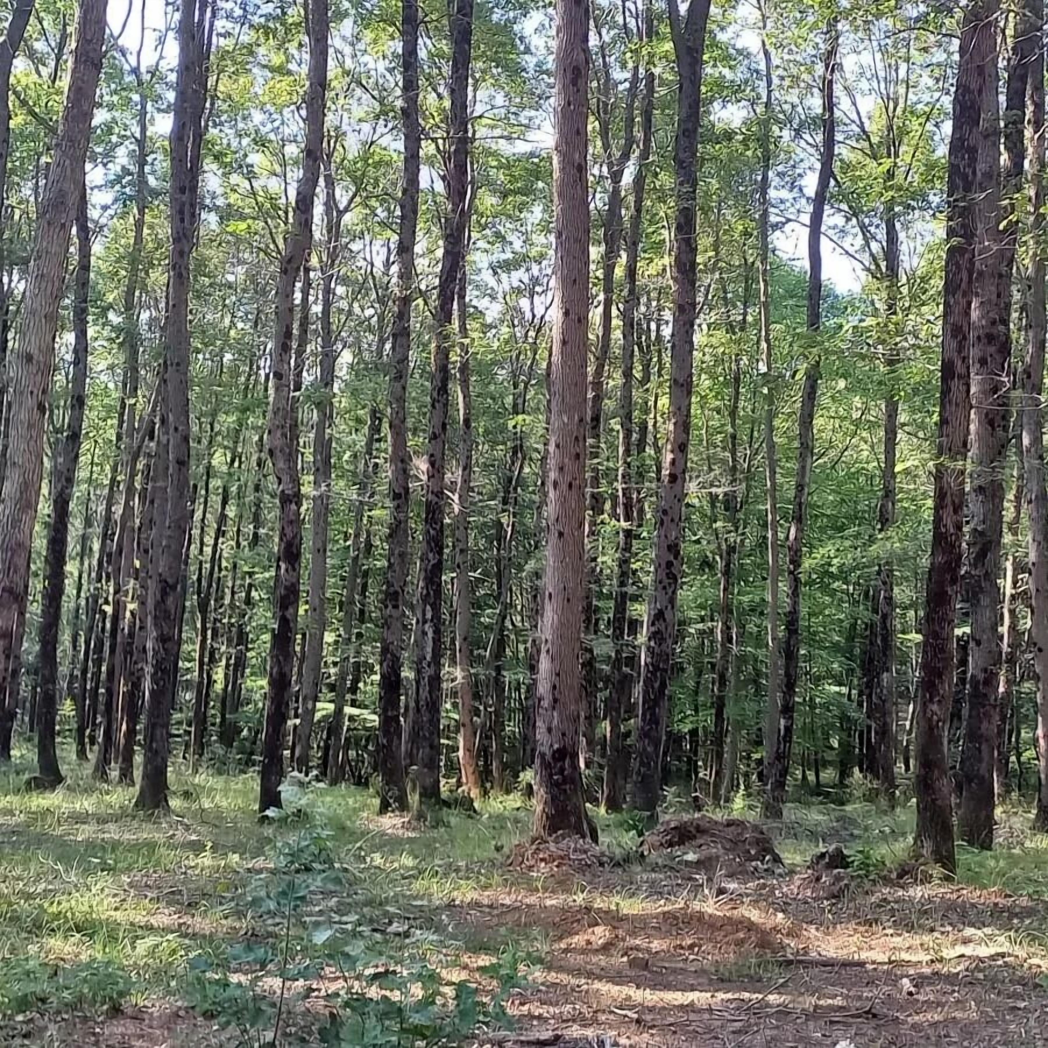 Une forêt dense, avec de grands arbres et un sentier de terre.