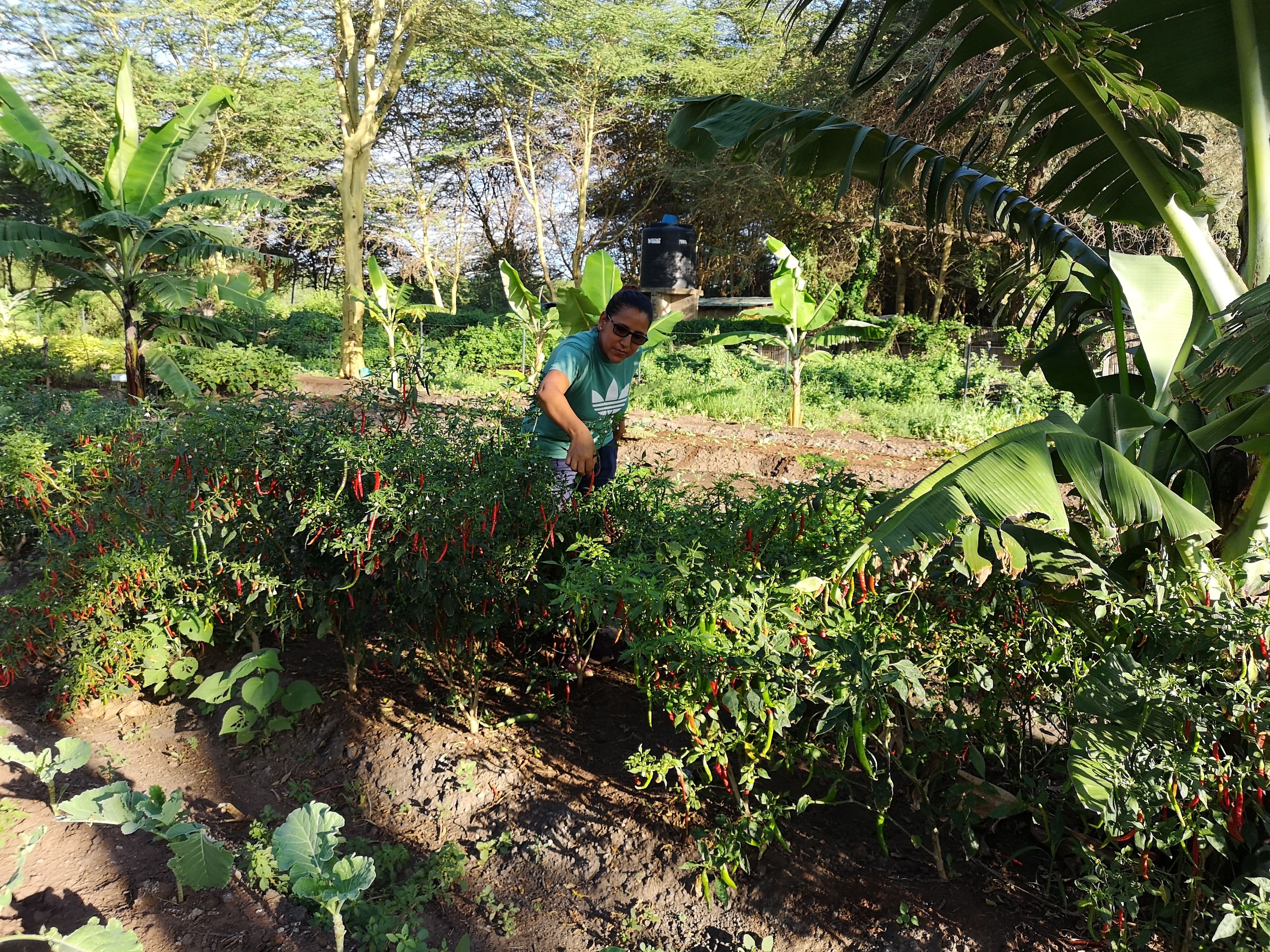 Una persona cuidando un jardín con diversas plantas y una bomba de agua.