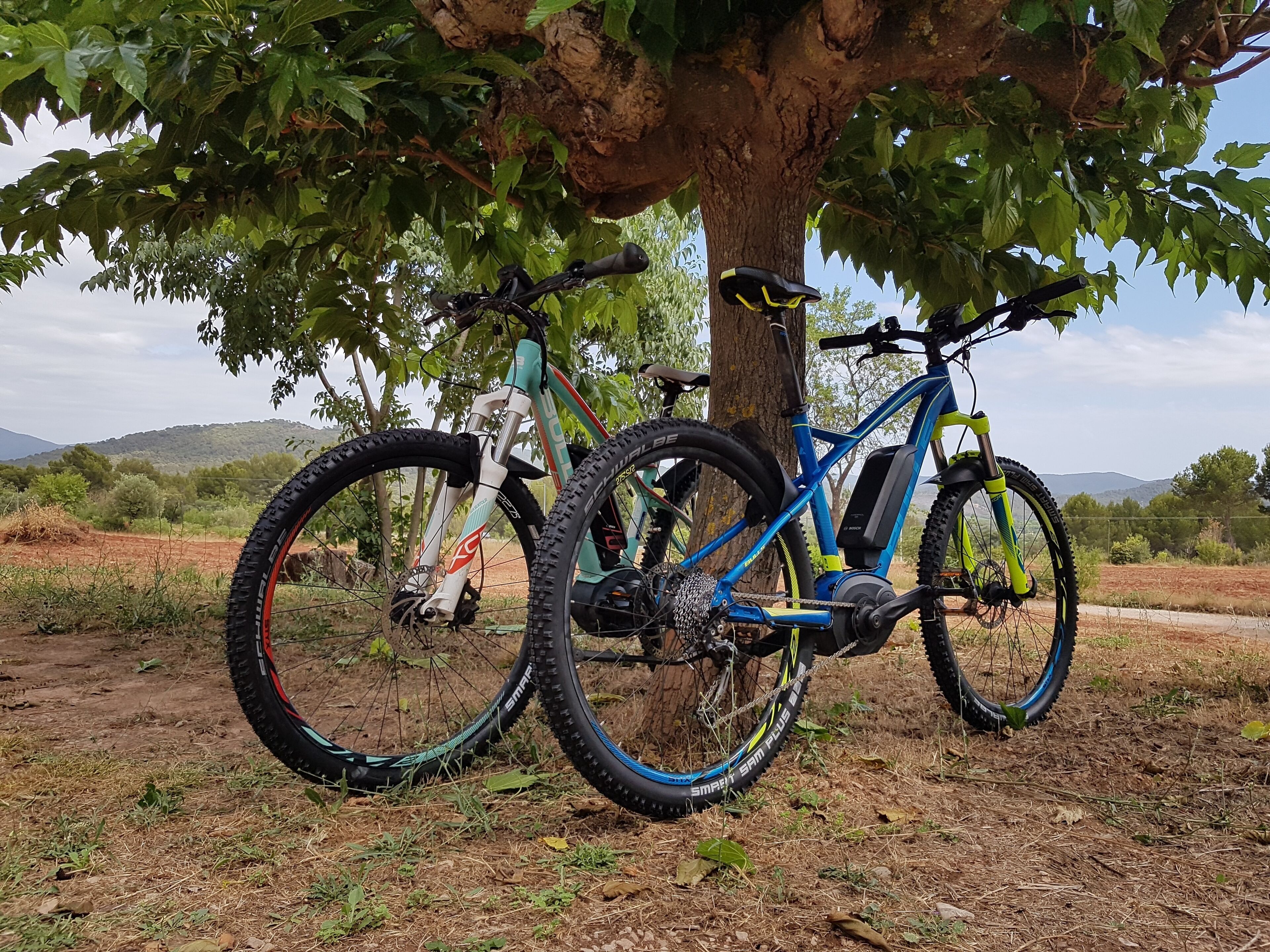 A bicycle parked under a tree in a natural setting.