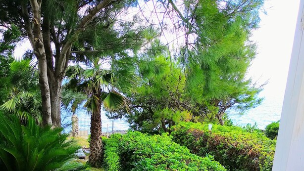 A coastal garden with various trees and shrubs, a white fence, and a view of the sea. - Castro: House with private access to the sea (Castro)