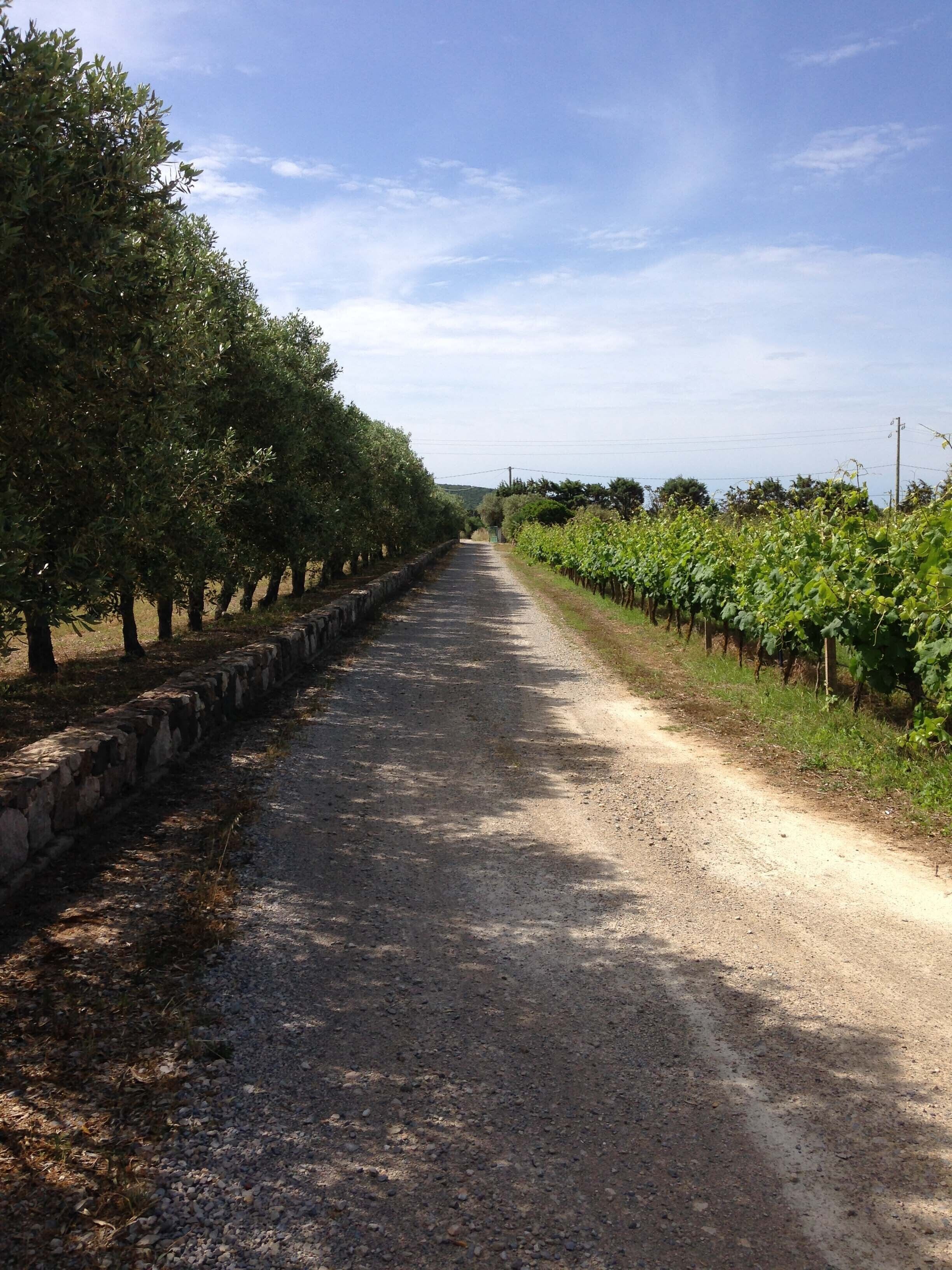A gravel path flanked by rows of grapevines, leading to a stone wall.