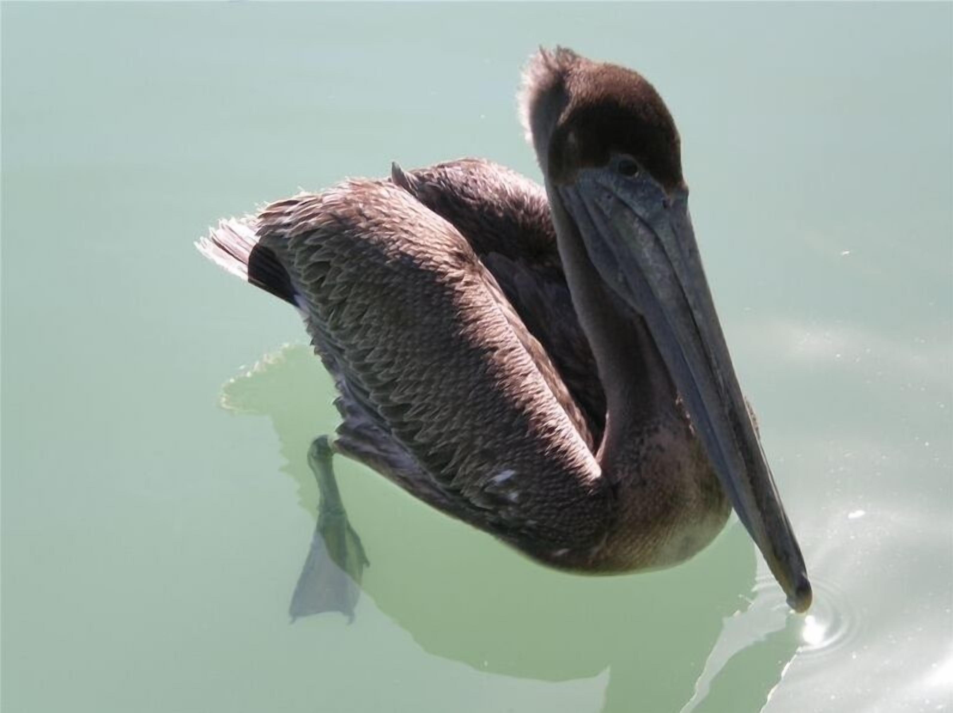 Een pelikaan drijft op het water.