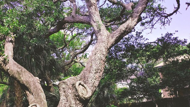 A tree with carved faces on its trunk, surrounded by a wooden bench and a table with chairs. - 1ST STREET II BEACH HOUSE, UPDATED DOG FRIENDLY  FENCED IN YARD 1 BLOCK TO BEACH (St. Augustine)