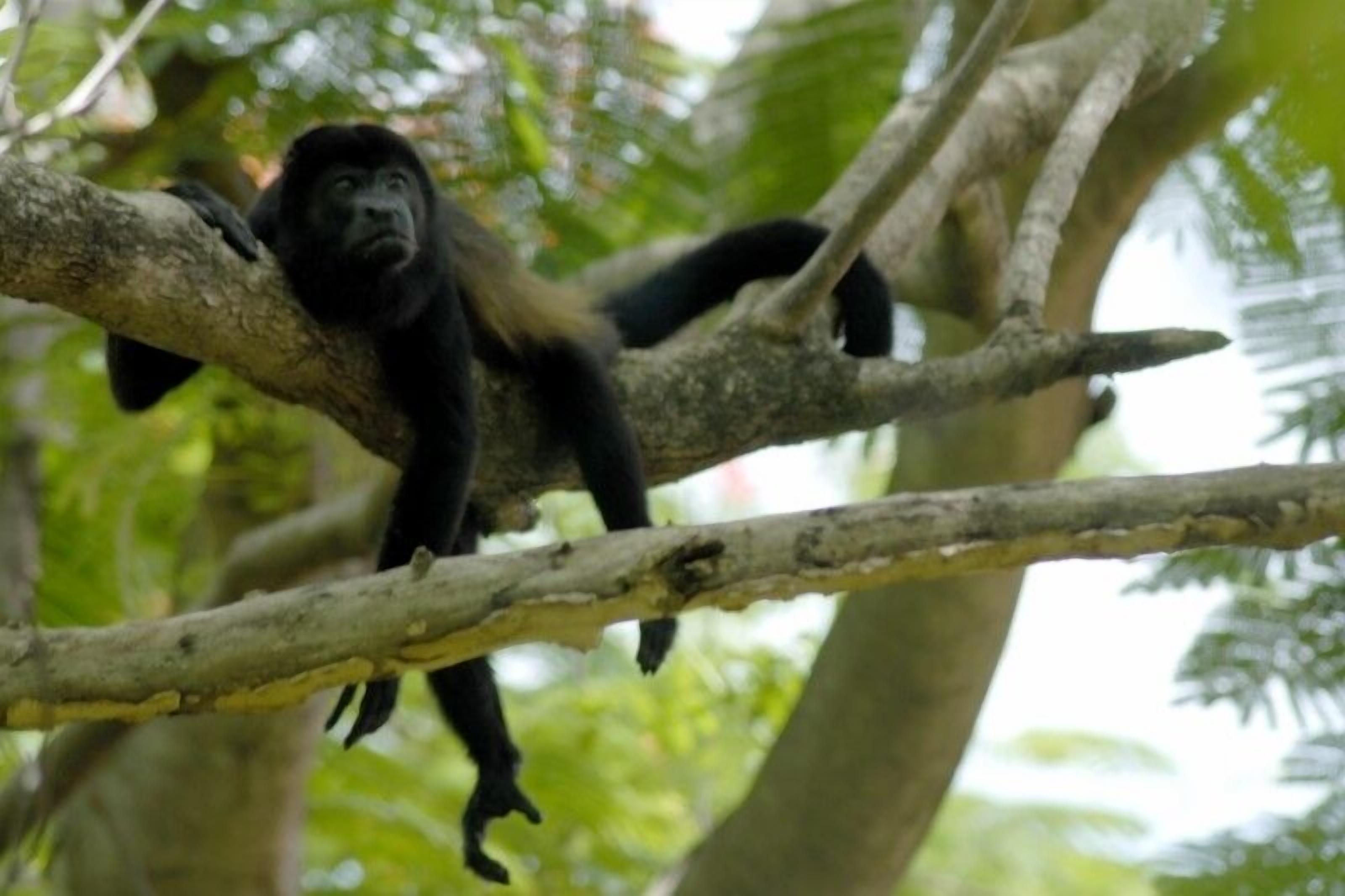 A monkey hanging from a tree branch in a natural setting.