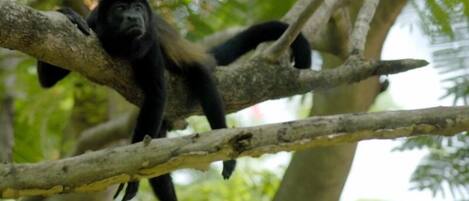 A monkey hanging from a tree branch in a natural setting.