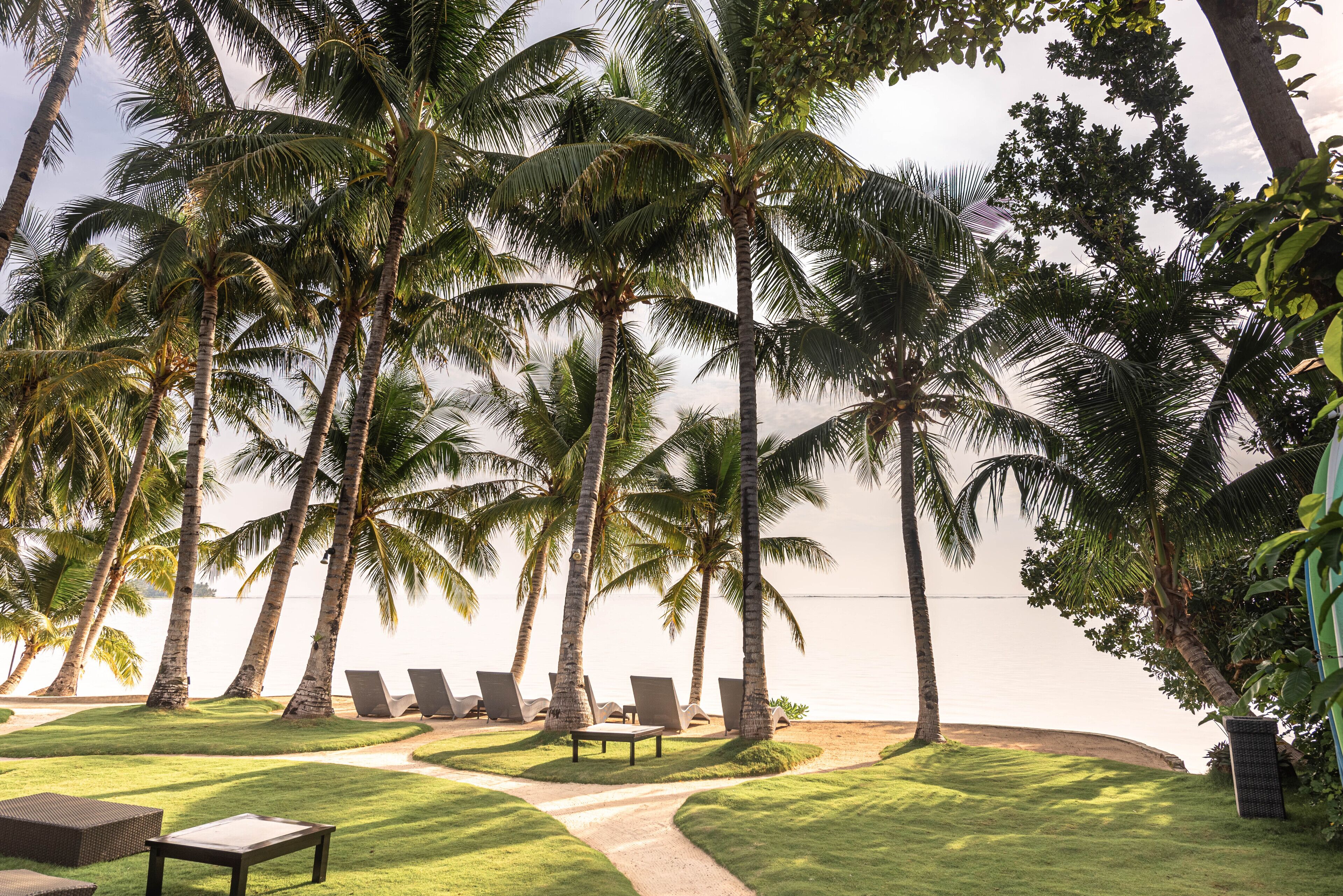 A tropical resort setting with palm trees, a pathway, and lounge chairs by the water.