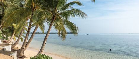 A beach with palm trees and clear water.