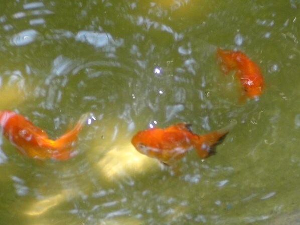 A close-up of a fish tank with three orange fish swimming. - Tuaprodhome (Thai Mueang)