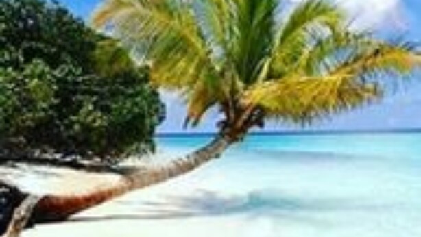 Une scène de plage avec un palmier et une eau d’un bleu limpide.