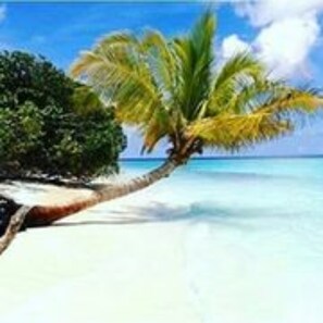 A beach scene with a palm tree and clear blue water. - Veli Thoddoo Inn (Thoddoo)