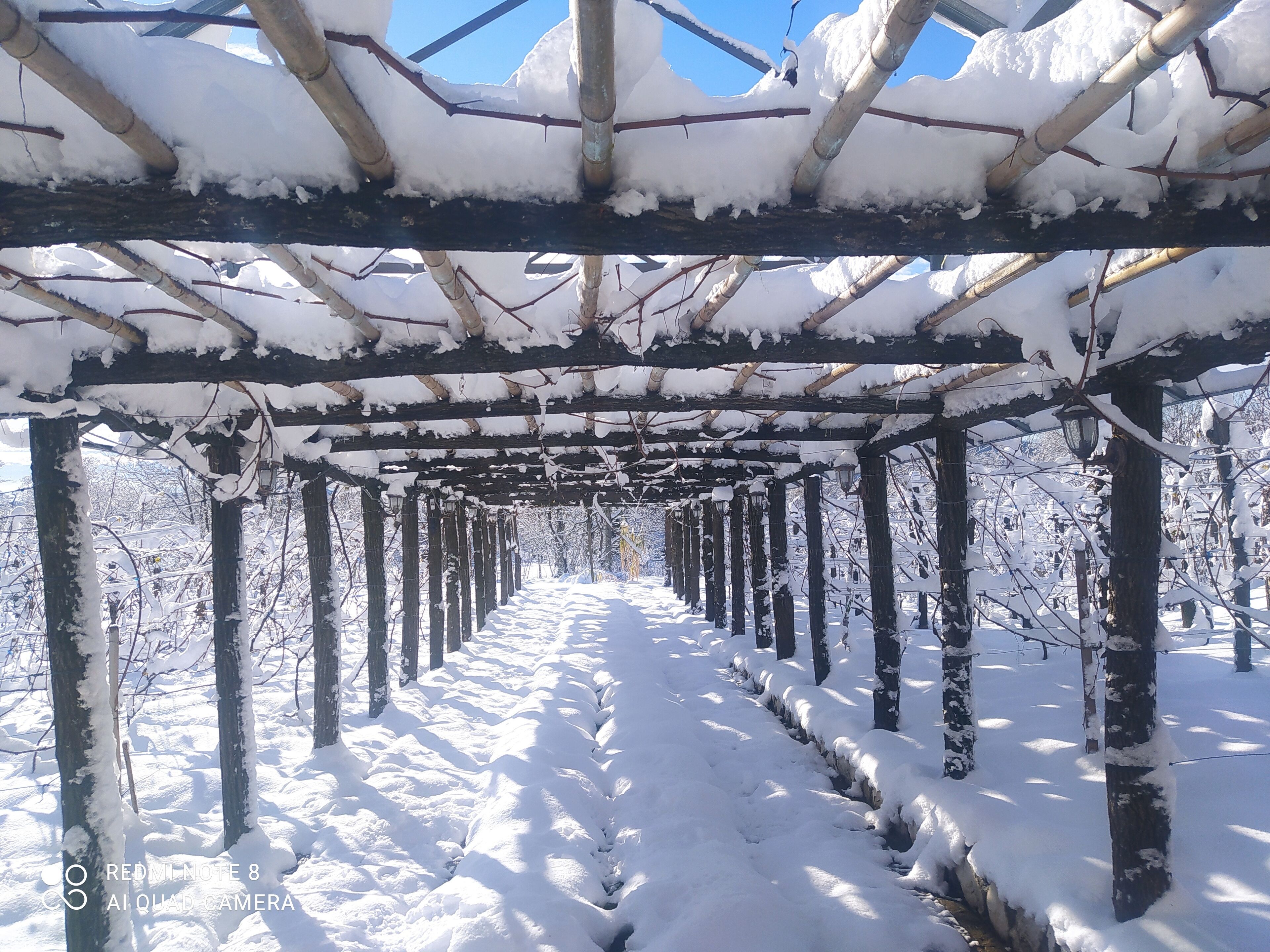 En snötäckt pergola med en tydlig gångväg under.