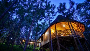 A treehouse with a wooden exterior and a thatched roof, surrounded by tall pine trees.