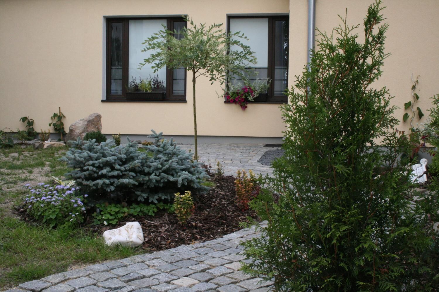 Un jardín con un árbol pequeño, un arbusto conífero grande y una variedad de plantas. Un sendero pavimentado conduce a un edificio con dos ventanas.