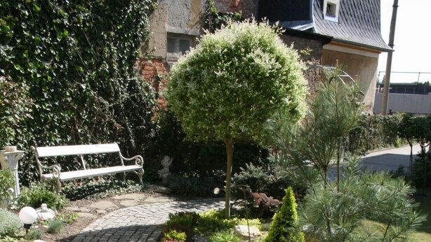 A garden with a stone pathway, various shrubs, and a bench.