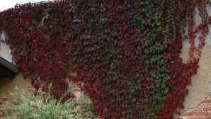 A garden with a white bench, a potted plant, and a large evergreen shrub.