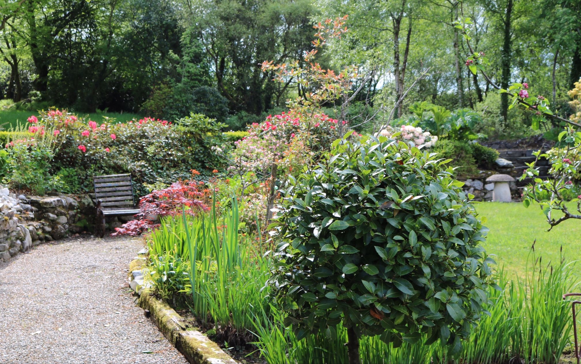 A garden pathway with a bench, surrounded by various plants and flowers.