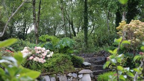 A garden with a stone wall, various plants, and a stone bench. - Five Oaks Bed & Breakfast (Londonderry)