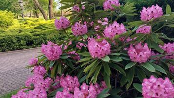 A garden with pink flowers and green shrubs.