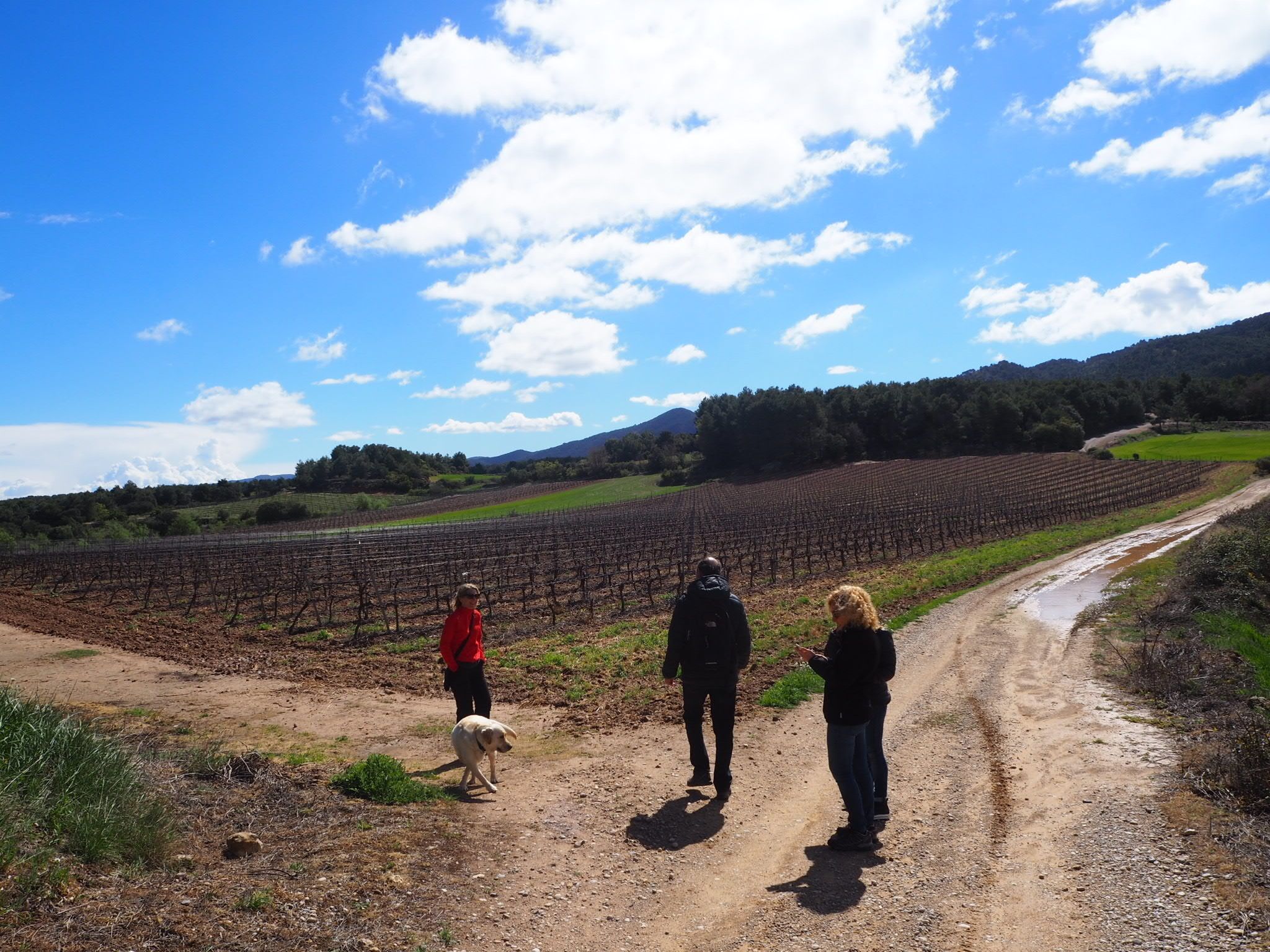 A vineyard with rows of grapevines under a clear sky.