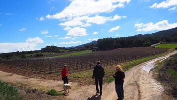A vineyard with rows of grapevines under a clear sky.