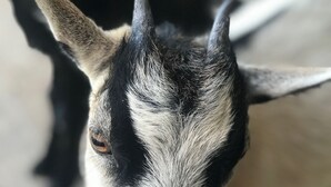 Miscellaneous - The Lorena Ranchette- Goats, Firepit, Hammock (Lorena)