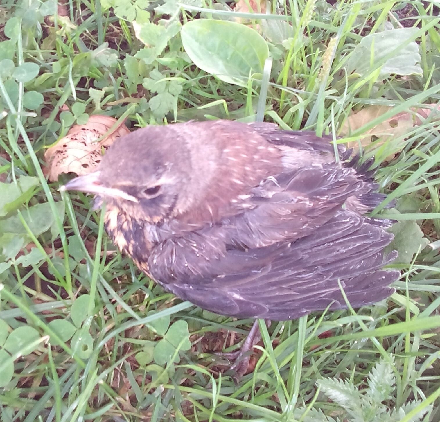 Ein Vogel auf dem Boden, umgeben von Gras und Blättern.