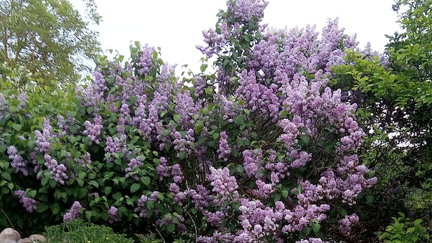 A garden with a stone wall, various plants, and purple flowers.