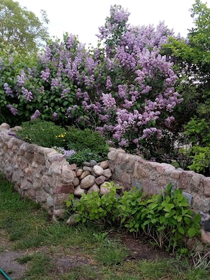 A garden with a stone wall, various plants, and purple flowers.