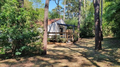 peace and quiet among the pines, chestnut and green oak