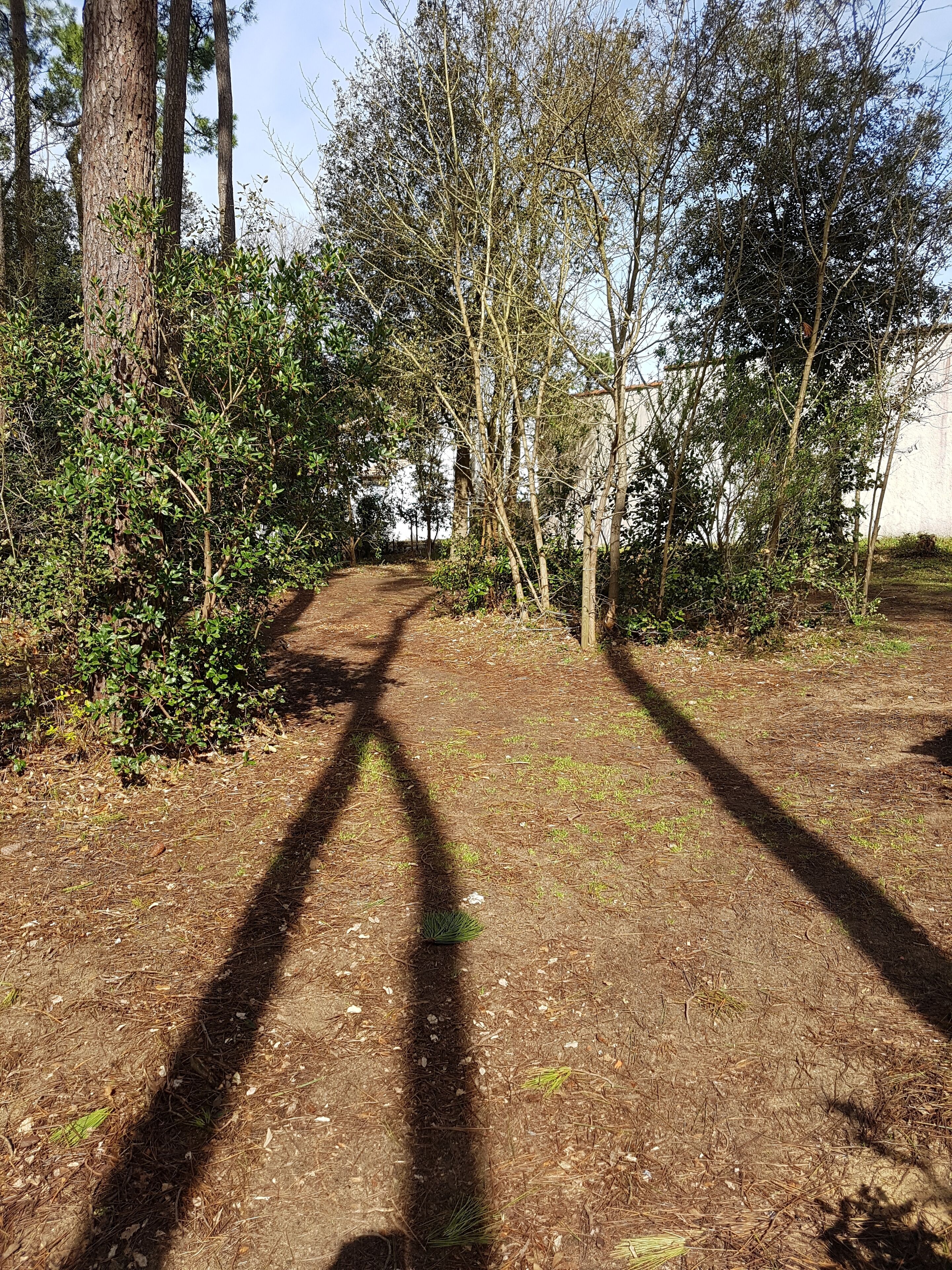 A dirt path leading through a wooded area with trees and bushes.
