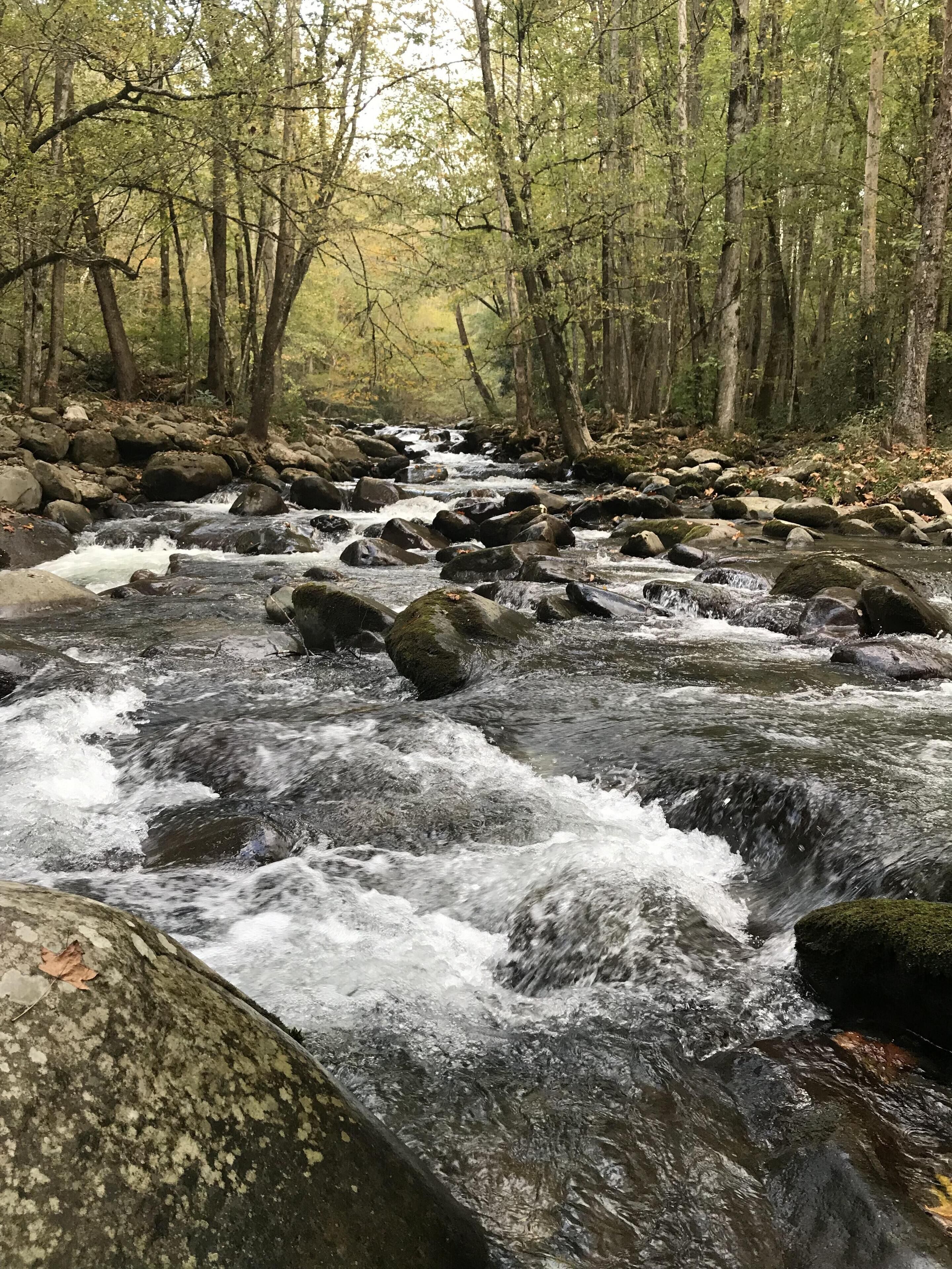 A river flowing through a forest with rocks and trees.
