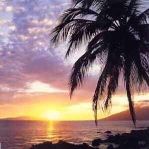 Un coucher de soleil sur une plage, avec un palmier.