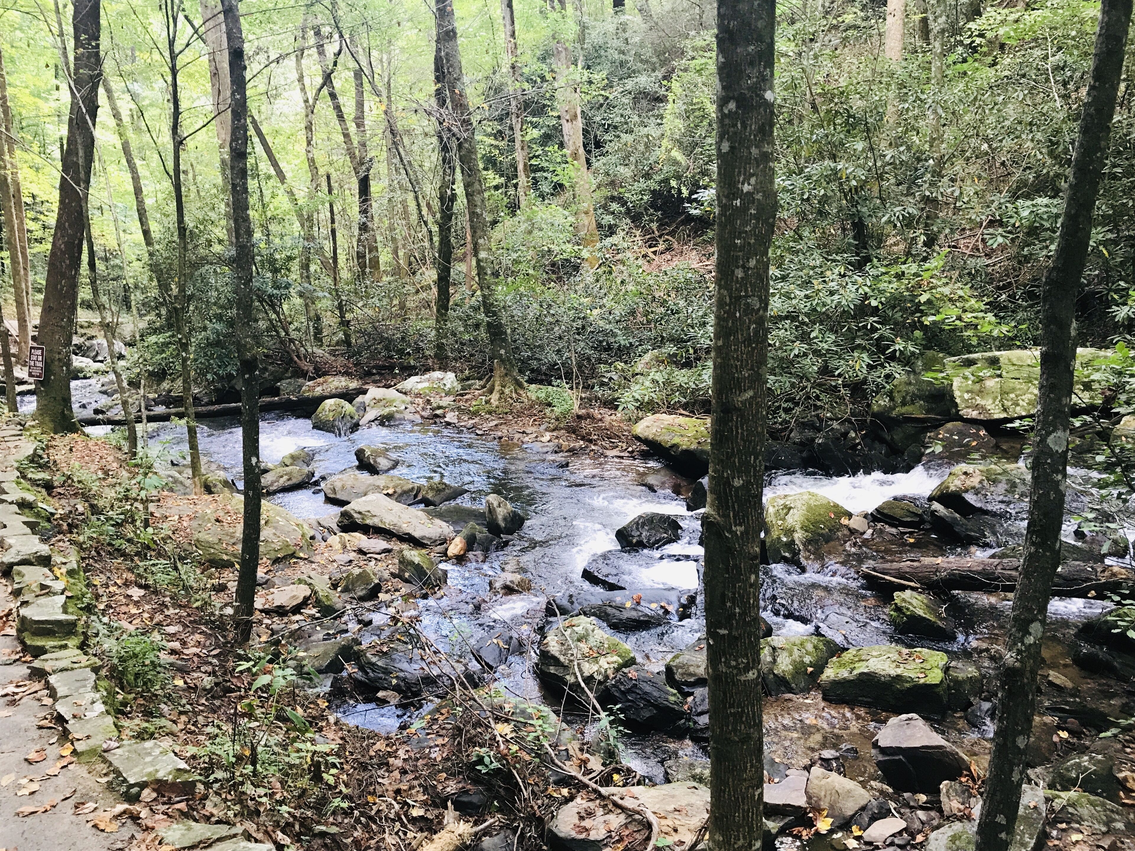 A forested area with a stream flowing over rocks.