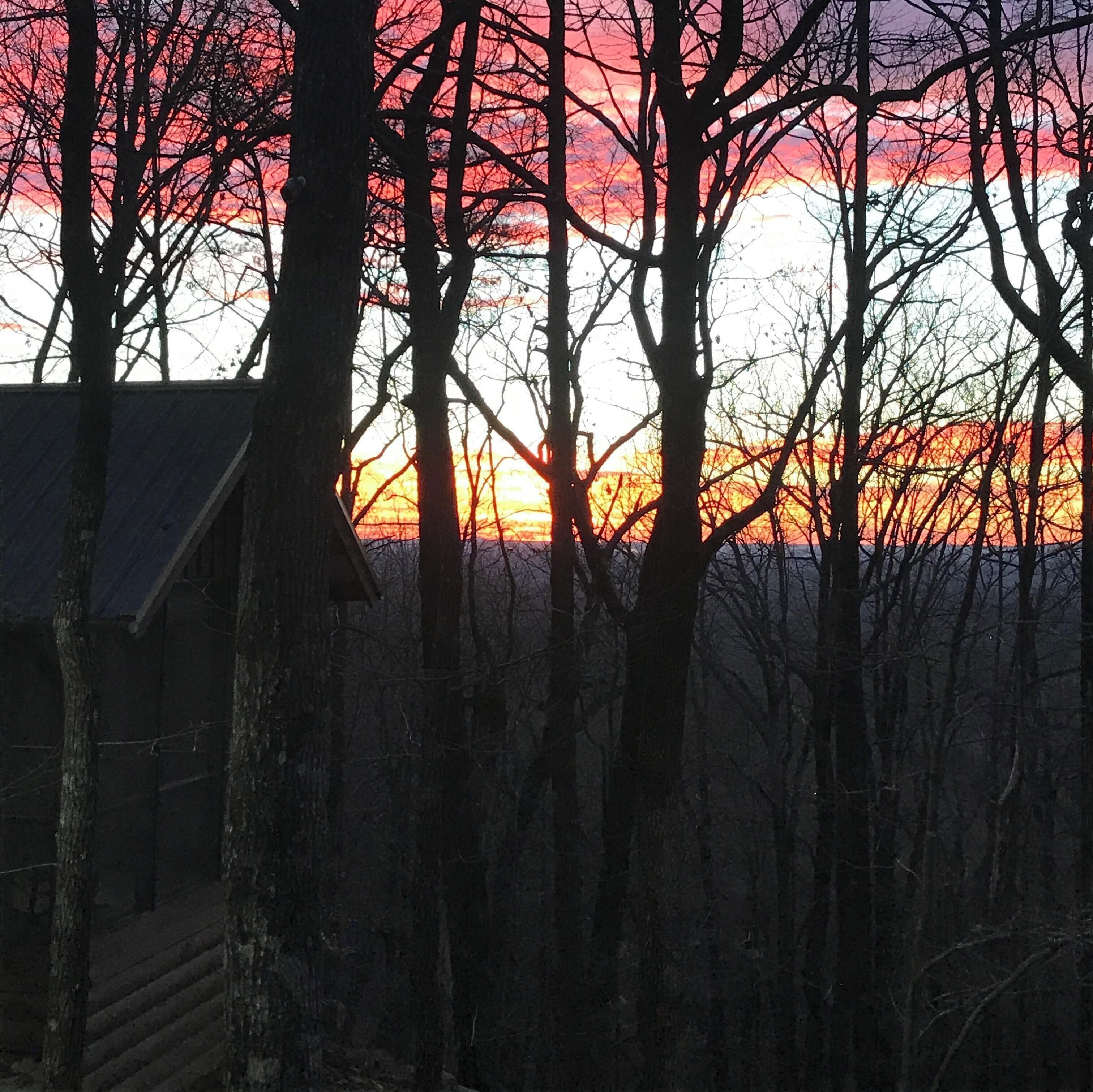 A forest with trees silhouetted against a sunset.