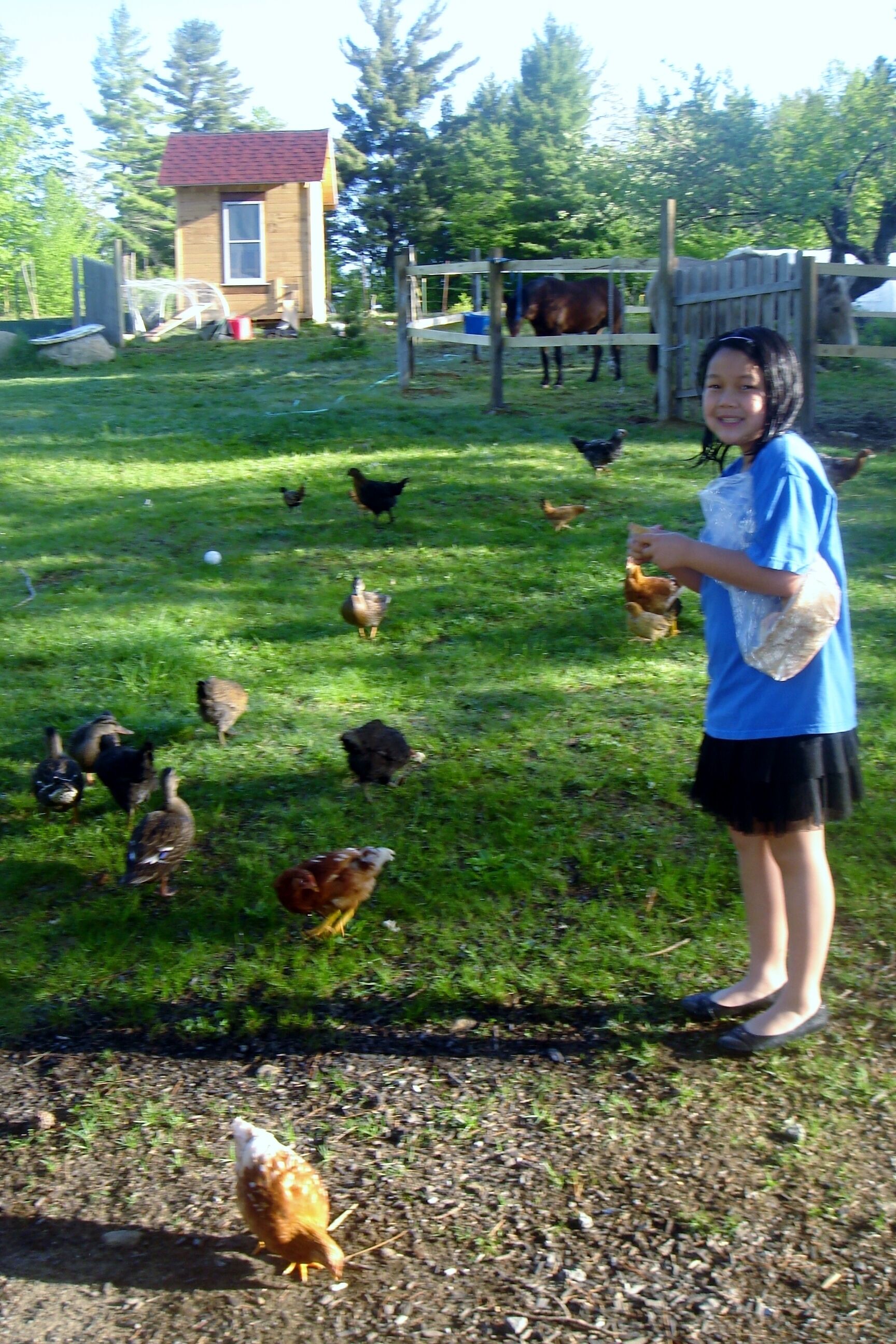 A person feeding chickens in a grassy area with a wooden structure in the background.