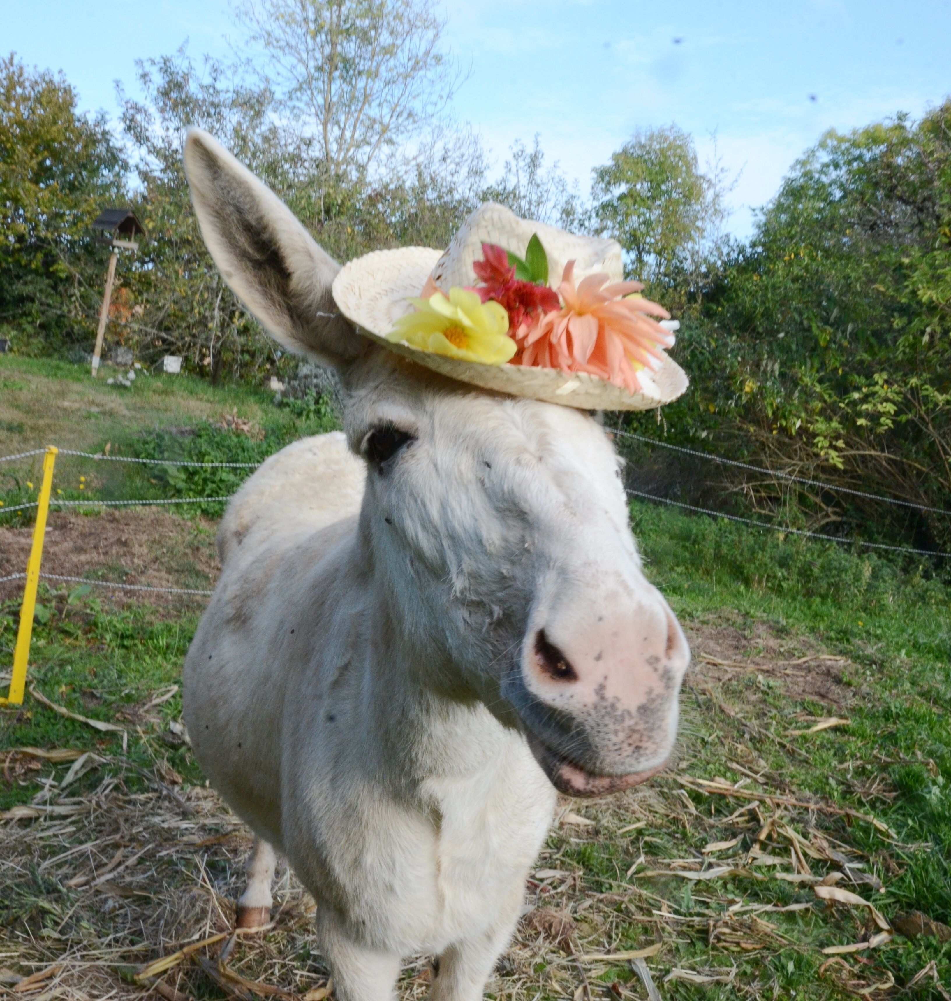 A donkey wearing a straw hat with flowers.